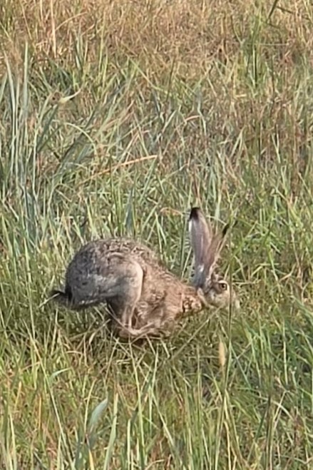 Jack Rabbit